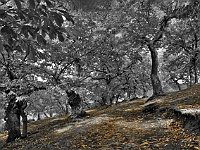 pane d'albero (02)